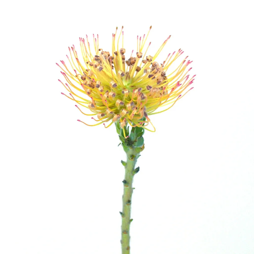 Lemonade Pin Cushion Protea Flower