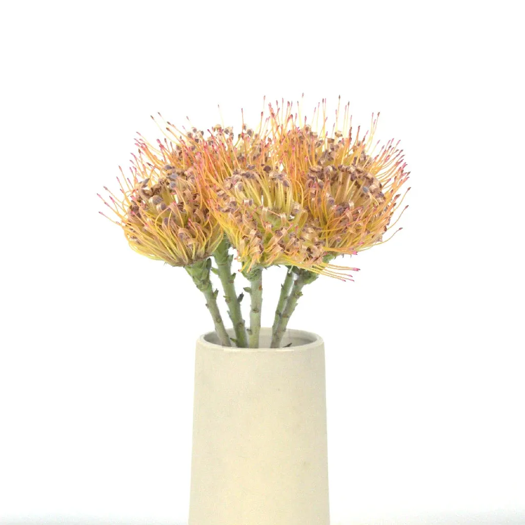 Lemonade Pin Cushion Protea Flower