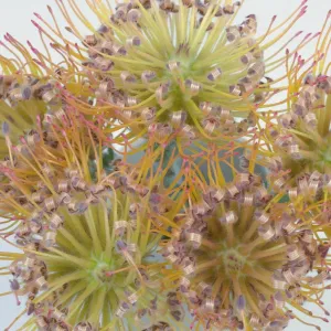 Lemonade Pin Cushion Protea Flower